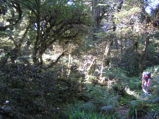 NZ leden-unor 2006 282.jpg
